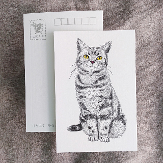 明信片-虎斑貓