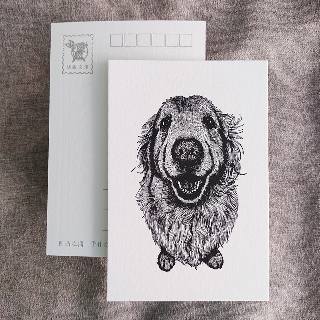 明信片-黃金獵犬02